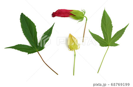 set of red blooming hibiscus bud, green leaf and set of red blooming hibiscus bud, green leaf and 68769199