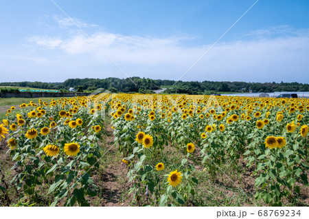 夏空に映える25万本以上のヒマワリ(福井県坂井市 北部丘陵地) 夏空に映える25万本以上のヒマワリ(福井県坂井市 北部丘陵地) 68769234