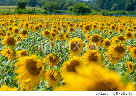 夏空に映える25万本以上のヒマワリ(福井県坂井市 北部丘陵地) 夏空に映える25万本以上のヒマワリ(福井県坂井市 北部丘陵地) 68769240