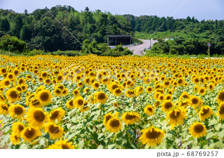 夏空に映える25万本以上のヒマワリ（福井県坂井市 北部丘陵地） 68769257