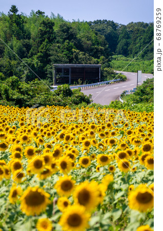 夏空に映える25万本以上のヒマワリ（福井県坂井市 北部丘陵地） 68769259