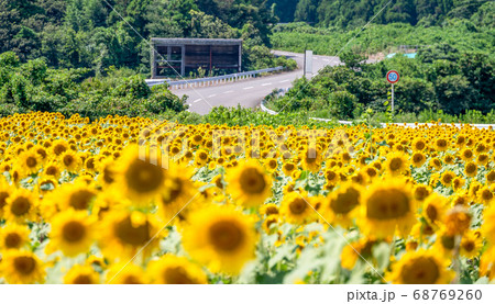 夏空に映える25万本以上のヒマワリ(福井県坂井市 北部丘陵地) 夏空に映える25万本以上のヒマワリ(福井県坂井市 北部丘陵地) 68769260