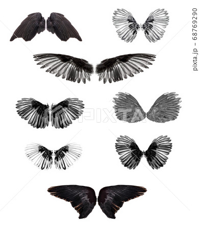 wings of birds on white bacground 68769290