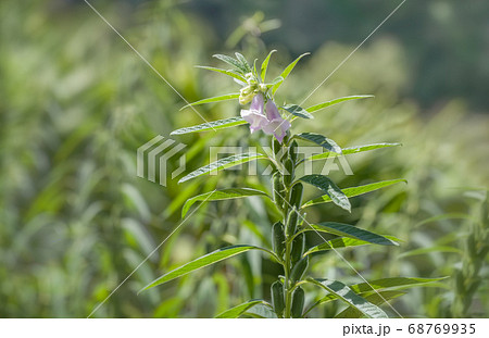 畑で栽培されている黒胡麻の花と実 畑で栽培されている黒胡麻の花と実 68769935