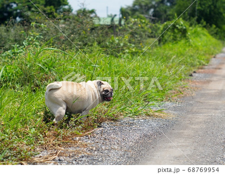 old small white fat lovely happy cute pug dog playing relaxing on green grass garden floor outdoor on good weather day old small white fat lovely happy cute pug dog playing relaxing on green grass garden floor outdoor on good weather day 68769954