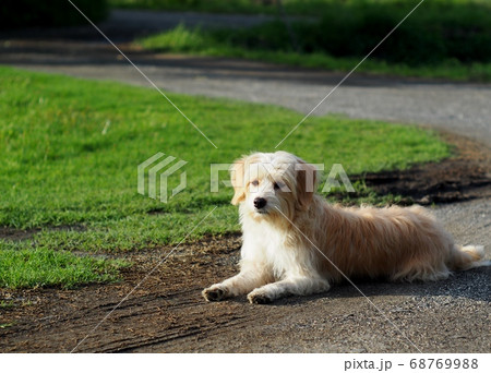 lovely dirty hairy white cute slim crossbreed dog relaxing on green grass garden floor outdoor lovely dirty hairy white cute slim crossbreed dog relaxing on green grass garden floor outdoor 68769988