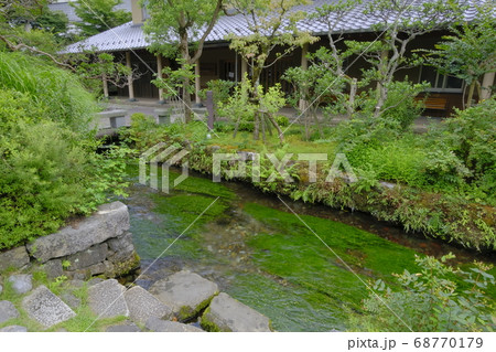 清流の郷 醒井宿 「梅花藻」咲く地蔵川とその風景 清流の郷 醒井宿 「梅花藻」咲く地蔵川とその風景 68770179