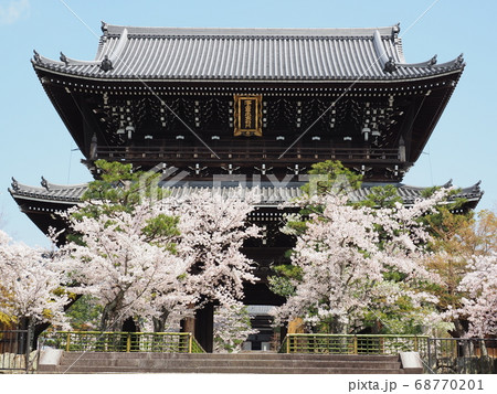 京都 東山 金戒光明寺の桜 京都 東山 金戒光明寺の桜 68770201