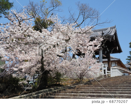 京都　東山　金戒光明寺の桜 68770207