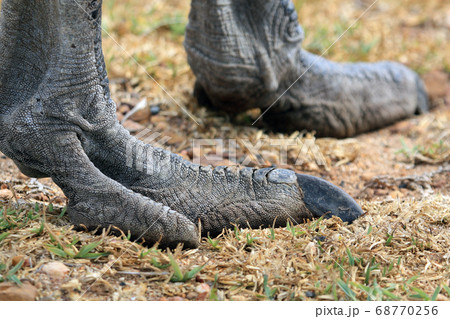 Paw African ostrich. The leg of the bird 68770256