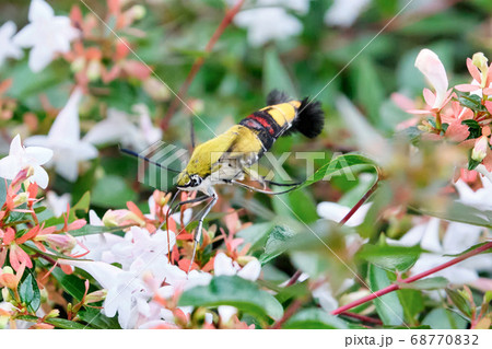 白いアベリアの花を吸蜜しにきたクロヒメホウジャク 白いアベリアの花を吸蜜しにきたクロヒメホウジャク 68770832