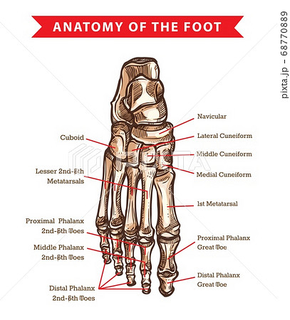 left foot anatomy bones