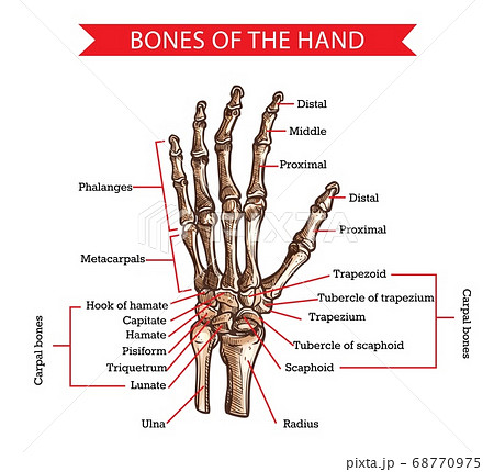 Hand and wrist bones, human anatomy vector sketch 68770975