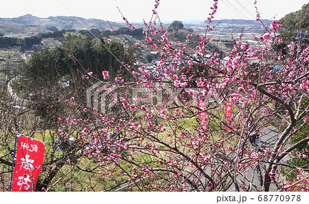 満開の南部梅林　和歌山県日高郡南部町 68770978