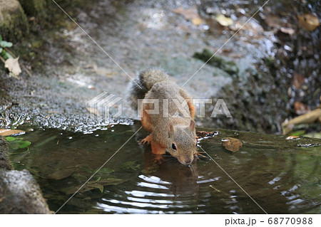 水を飲みにきたニホンリス 68770988