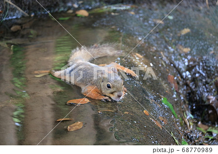 水辺で腹ばいで涼むニホンリス 68770989