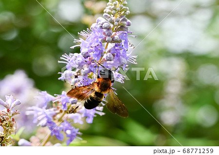 オオハキリバチ 68771259