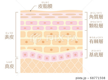 皮膚の構造 表皮の層(角質層・顆粒層・有棘層・基底層)の解剖図 皮膚の構造 表皮の層(角質層・顆粒層・有棘層・基底層)の解剖図 68771508