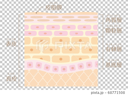 皮膚結構/皮膚結構_A 68771508