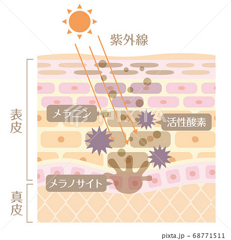 肌の構造 皮膚の構造 紫外線のイラスト素材