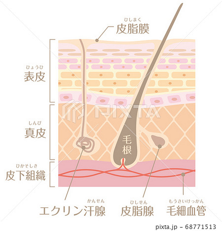 肌の構造 皮膚の構造 Bのイラスト素材