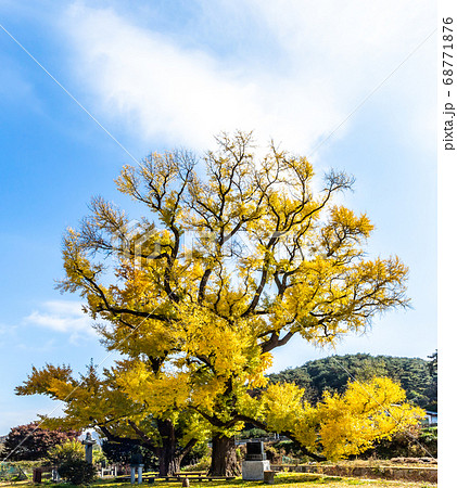 紅葉 秋 公園 68771876