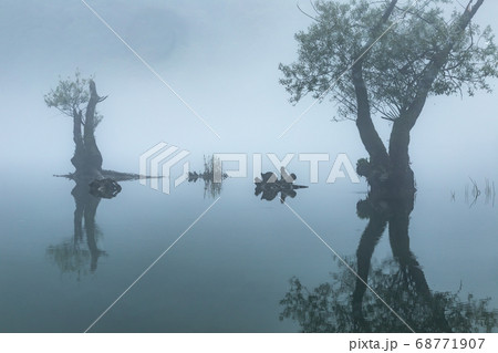 自然 樹木 朝 68771907