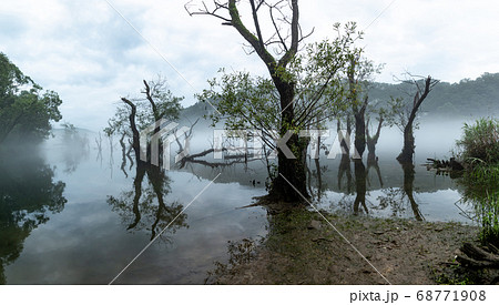 霧 夏 大清湖 68771908