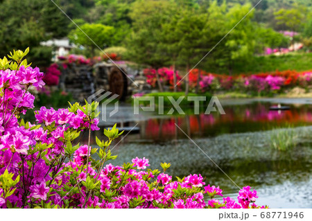 花 春 忠清北道 68771946