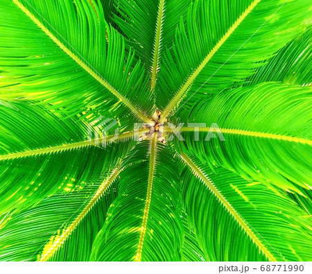 Cycads leaves abstract background 68771990