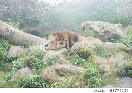 寝ているライオン　富士サファリパークにて 68772132