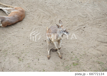 取っ組み合いで喧嘩するカンガルー　富士サファリパークにて 68772134