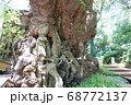 来宮神社　大楠　熱海にて 68772137