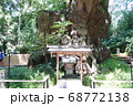 来宮神社　大楠　熱海にて 68772138