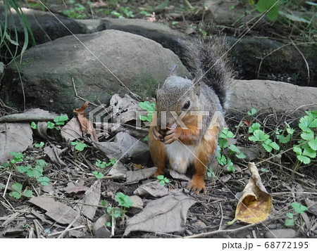 Cute Squirrel 可愛いリスの写真素材