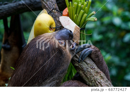 フルーツを食べるナマケモノ フルーツを食べるナマケモノ 68772427