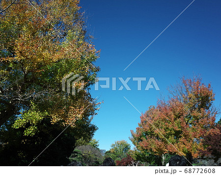 皇居内　紅葉 68772608