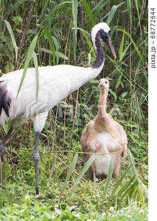 釧路の餌をねだるタンチョウ鶴の幼鳥 釧路の餌をねだるタンチョウ鶴の幼鳥 68772644