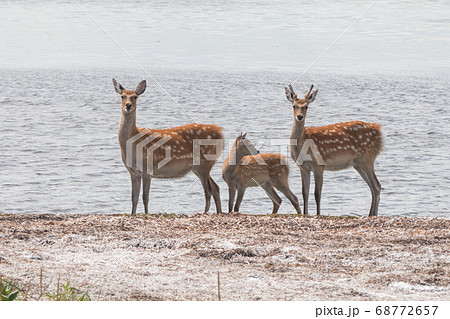北海道の野付半島のエゾジカの親子の正面顔 68772657
