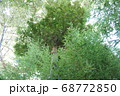 来宮神社 青紅葉　熱海にて 68772850
