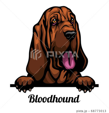 Bloodhound Color Peeking Dogs Breed Face のイラスト素材