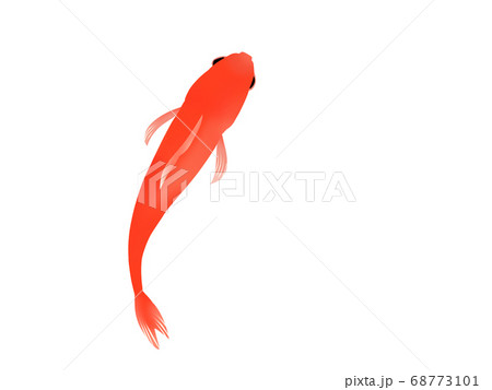 上から見た金魚のイラストのイラスト素材