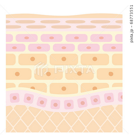 肌の構造/皮膚の構造_A 肌の構造/皮膚の構造_A 68773551