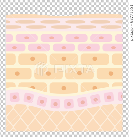 肌の構造/皮膚の構造_A 肌の構造/皮膚の構造_A 68773551