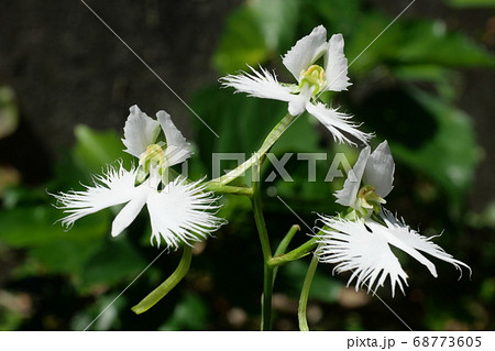 サギソウ サギソウ 68773605