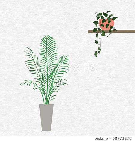 観葉植物アレカヤシ 68773876