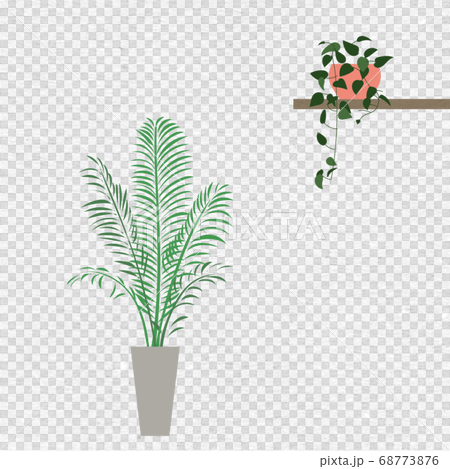 観葉植物アレカヤシ 68773876