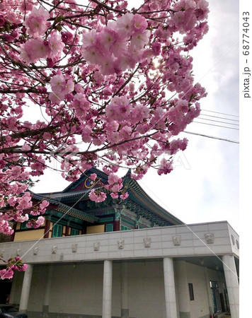 桜 春 花 68774043