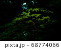 青若葉2 68774066