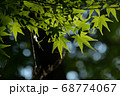 青若葉1 68774067